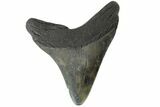Fossil Megalodon Tooth - South Carolina #164984-2